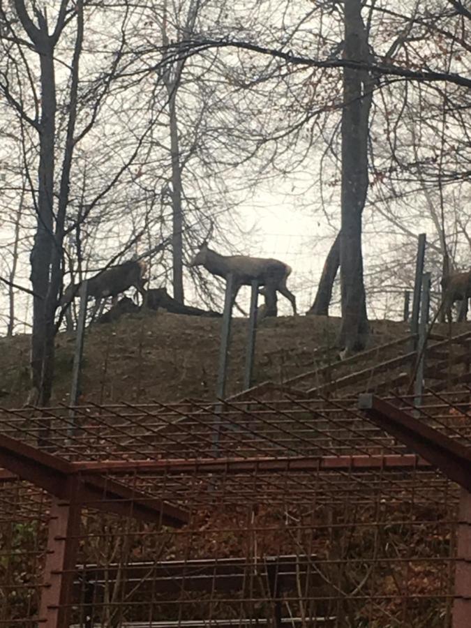 Casa Haiducilor Brasov Villa Екстериор снимка